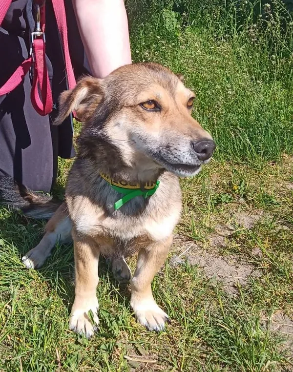 Pies do adopcji, Przyborówko, 28 maja 2024 (2/3)