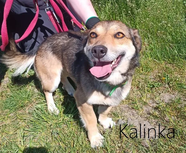 Pies do adopcji, Przyborówko, 28 maja 2024 (3/3)