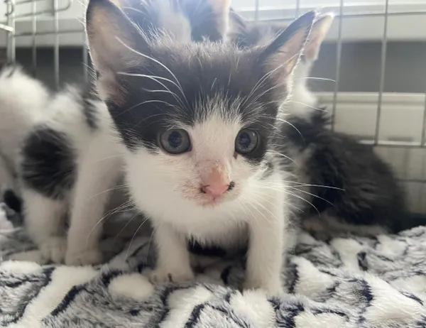 Znaleziono kota, Świdnica, 28 maja 2024