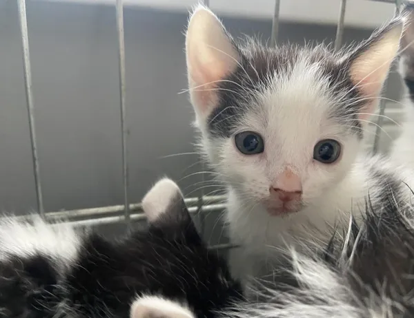 Znaleziono kota, Świdnica, 28 maja 2024