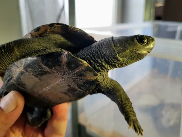 Znaleziono zwierzę, Lublin, 29 maja 2024