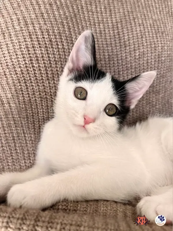 Znaleziono kota, Lublin, 27 maja 2024