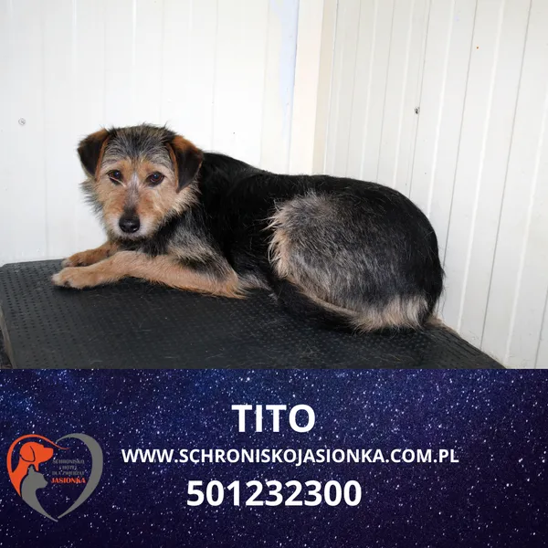 Znaleziono psa, Dębniak, 4 czerwca 2024