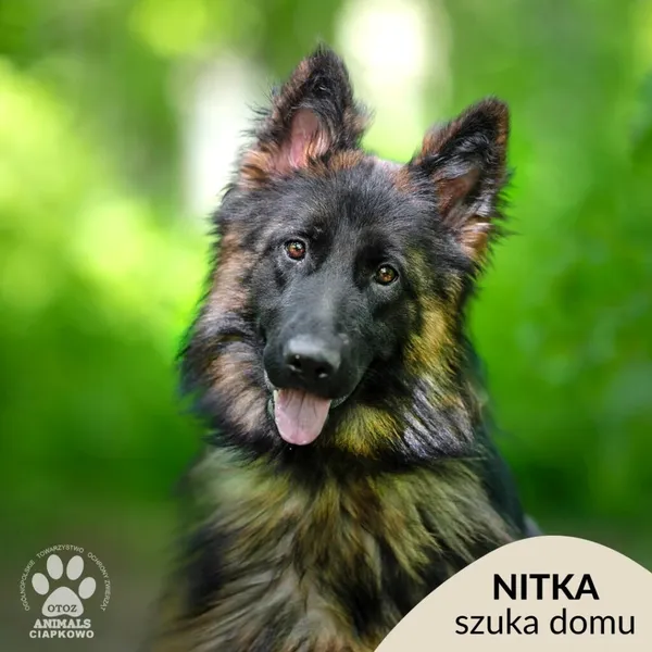 Pies do adopcji, Gdynia, 29 maja 2024 (1/4)