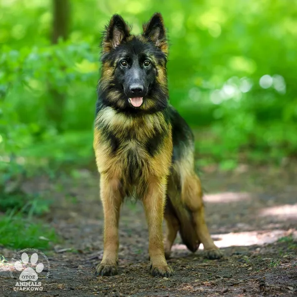 Pies do adopcji, Gdynia, 29 maja 2024 (3/4)