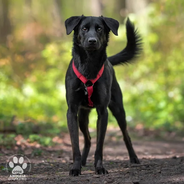 Pies do adopcji, Gdynia, 29 maja 2024 (4/4)