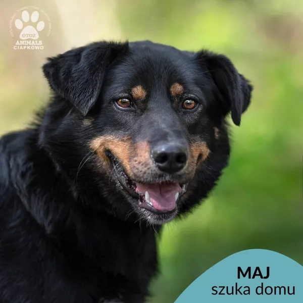 Pies do adopcji, Gdynia, 29 maja 2024 (1/4)