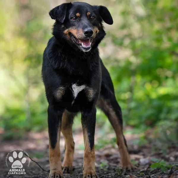 Pies do adopcji, Gdynia, 29 maja 2024 (3/4)