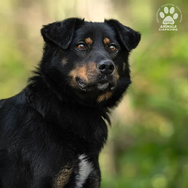 Pies do adopcji, Gdynia, 29 maja 2024 (4/4)