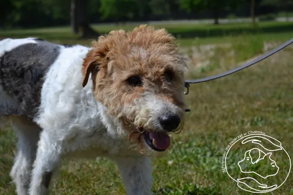 Pies do adopcji, Chełmek, 7 maja 2024