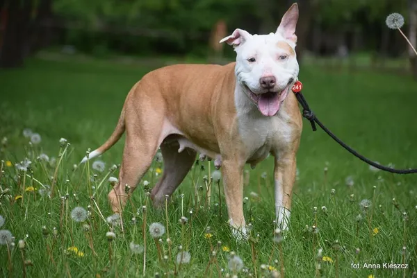 Znaleziono psa, Toruń, 10 kwietnia 2024