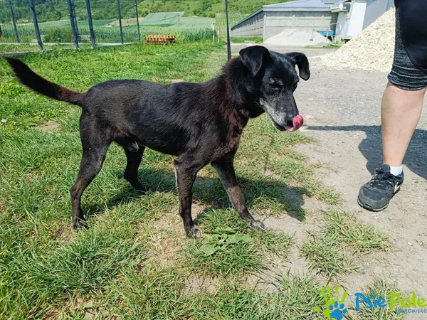 Pies do adopcji, Racławice, 24 maja 2024 (2/5)