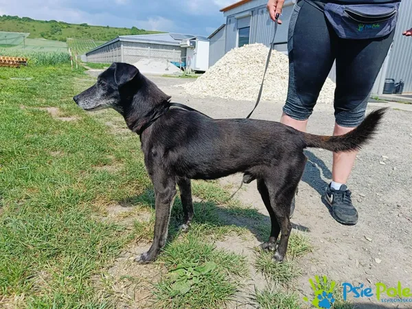 Pies do adopcji, Racławice, 24 maja 2024 (4/5)