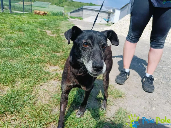 Pies do adopcji, Racławice, 24 maja 2024 (5/5)