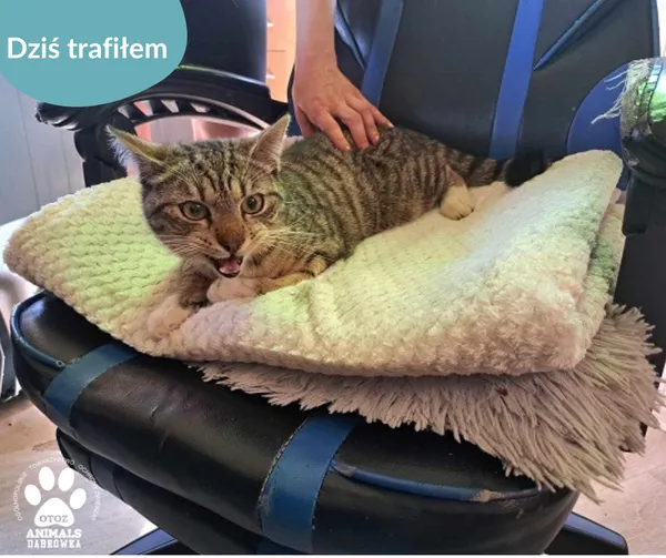 Znaleziono kota, Dąbrówka, 28 maja 2024 (2/2)