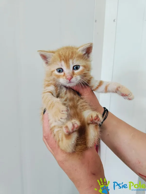 Znaleziono kota, Racławice, 28 maja 2024 (2/2)