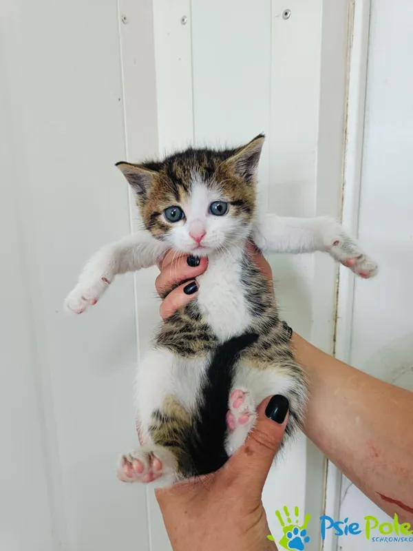 Znaleziono kota, Racławice, 28 maja 2024 (1/2)