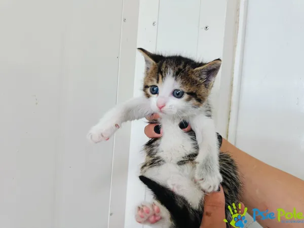 Znaleziono kota, Racławice, 28 maja 2024 (2/2)