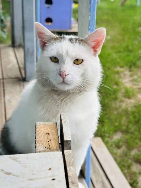 Kot do adopcji, Piła, 5 kwietnia 2024 (1/4)