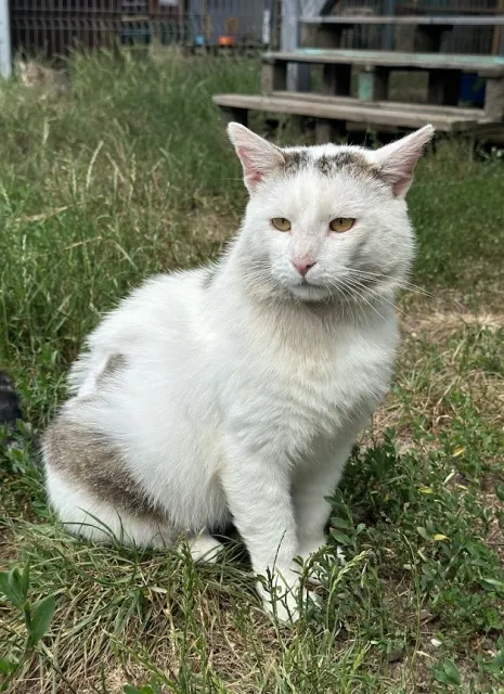 Kot do adopcji, Piła, 5 kwietnia 2024 (3/4)