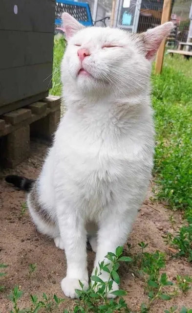 Kot do adopcji, Piła, 5 kwietnia 2024 (4/4)