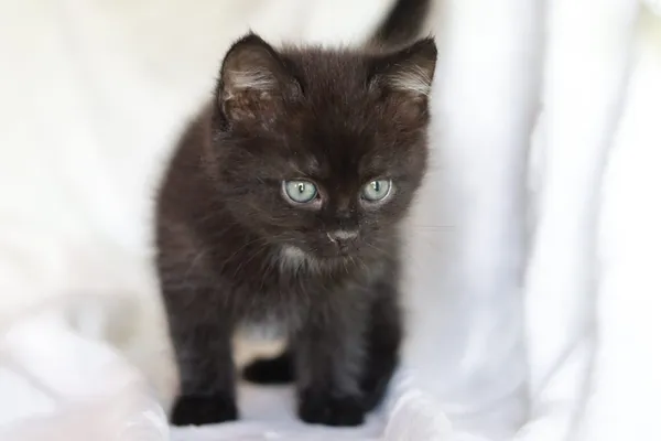 Kot do adopcji, Dłużyna Górna, 29 maja 2024 (1/4)