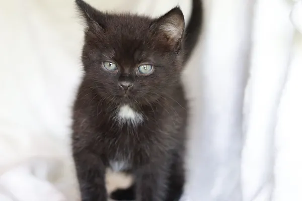 Kot do adopcji, Dłużyna Górna, 29 maja 2024 (2/4)