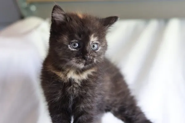 Kot do adopcji, Dłużyna Górna, 29 maja 2024 (1/4)