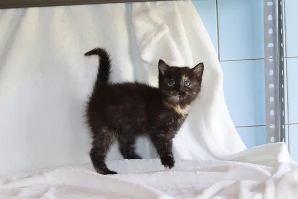 Kot do adopcji, Dłużyna Górna, 29 maja 2024 (3/4)