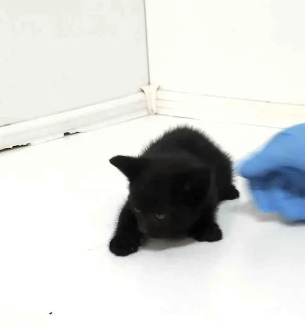 Znaleziono kota, Bytom, 29 maja 2024 (1/2)