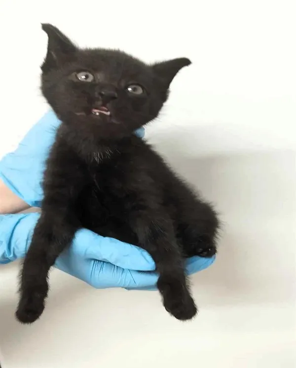 Znaleziono kota, Bytom, 29 maja 2024 (2/2)