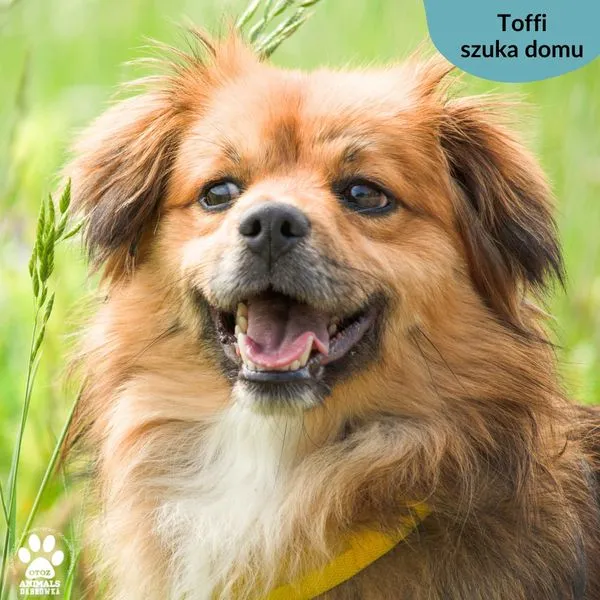 Pies do adopcji, Dąbrówka, 29 maja 2024 (1/5)