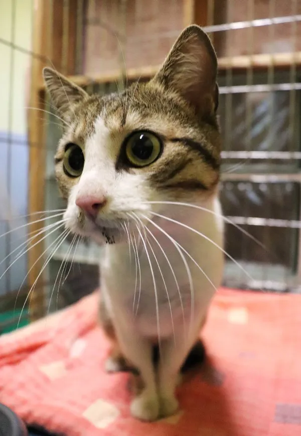 Znaleziono kota, Łódź, 29 maja 2024 (1/3)