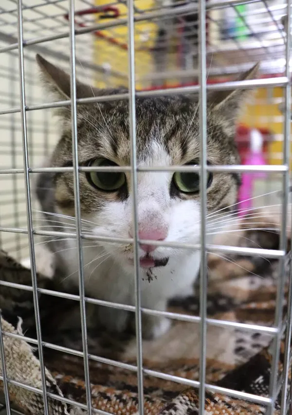 Znaleziono kota, Łódź, 29 maja 2024 (2/3)