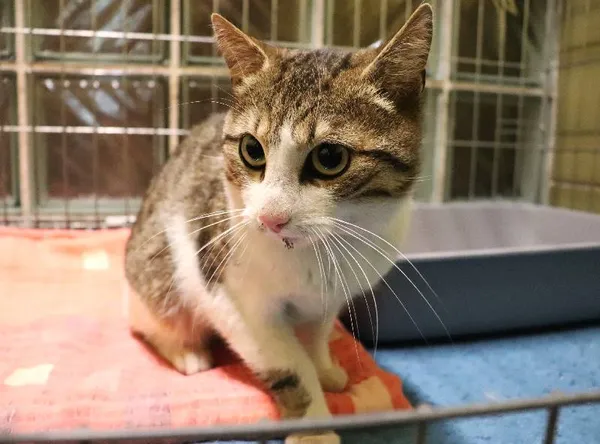 Znaleziono kota, Łódź, 29 maja 2024 (3/3)