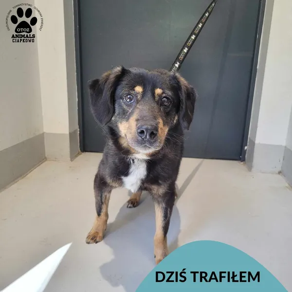 Znaleziono psa, Gdynia, 23 maja 2024 (1/3)