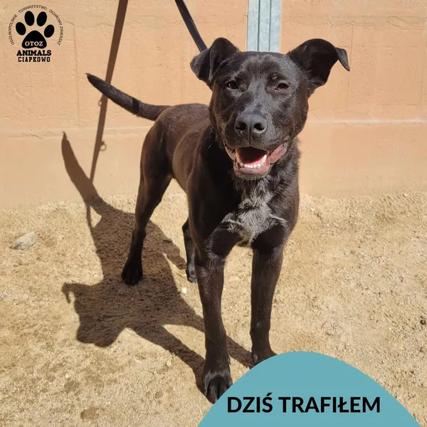 Znaleziono psa, Gdynia, 23 maja 2024 (1/3)