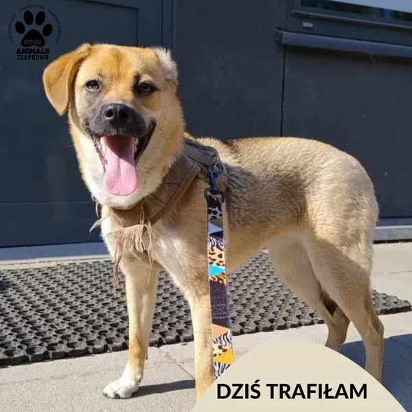 Znaleziono psa, Gdynia, 20 maja 2024 (1/3)