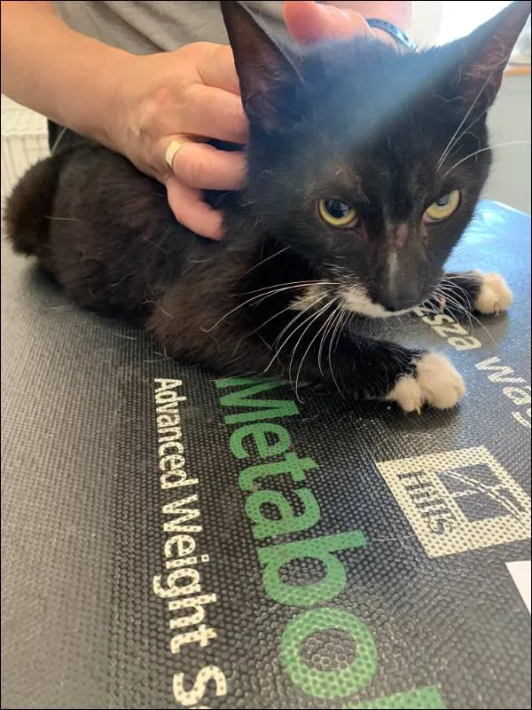 Znaleziono kota, Grudziądz, 29 maja 2024