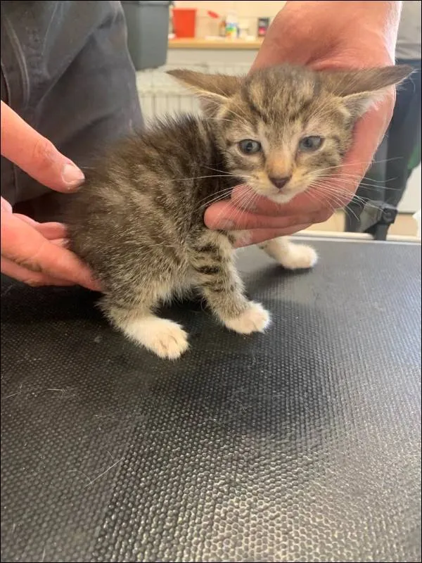 Znaleziono kota, Grudziądz, 29 maja 2024