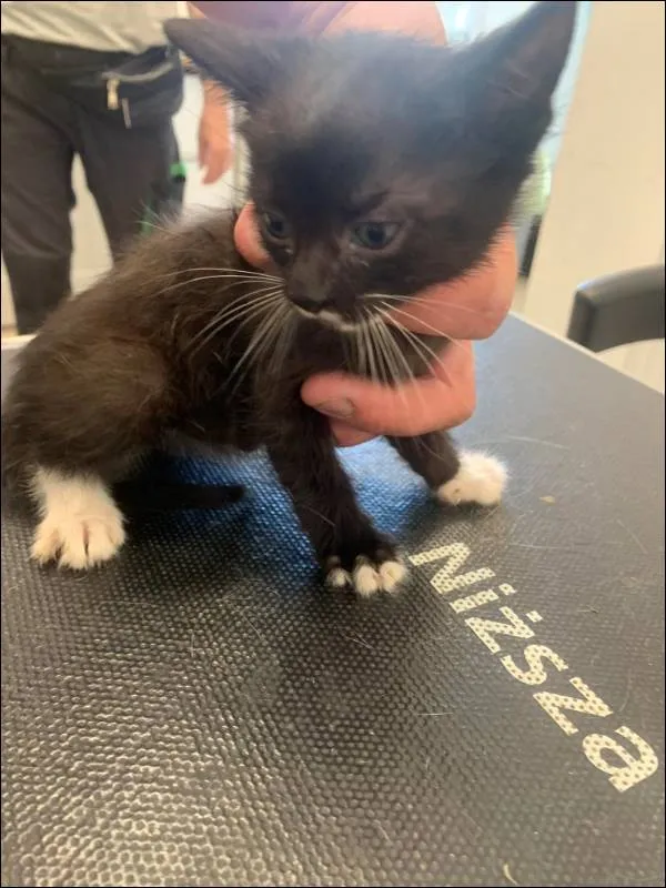 Znaleziono kota, Grudziądz, 29 maja 2024