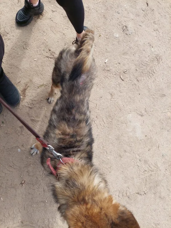 Pies do adopcji, Przyborówko, 29 maja 2024 (1/4)