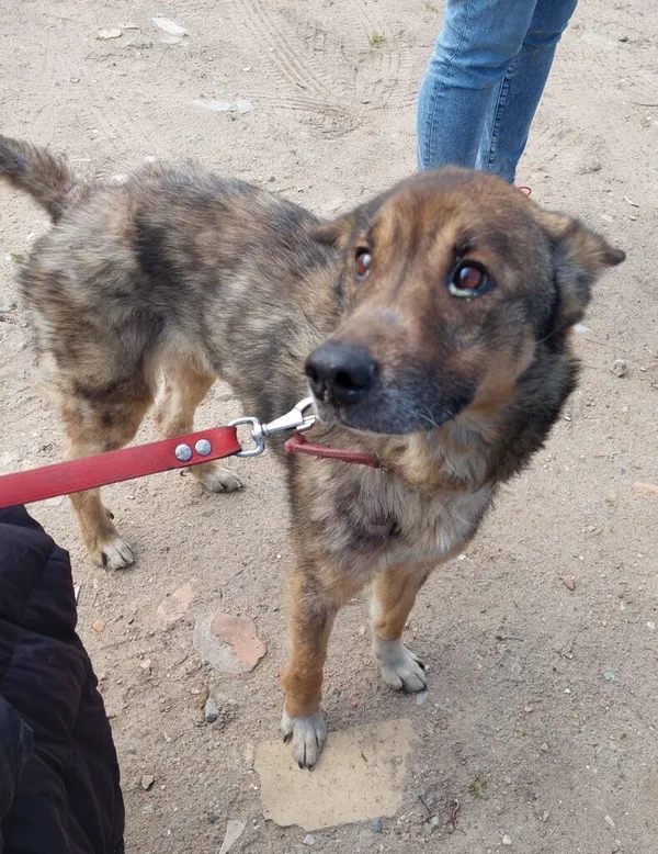 Pies do adopcji, Przyborówko, 29 maja 2024 (2/4)