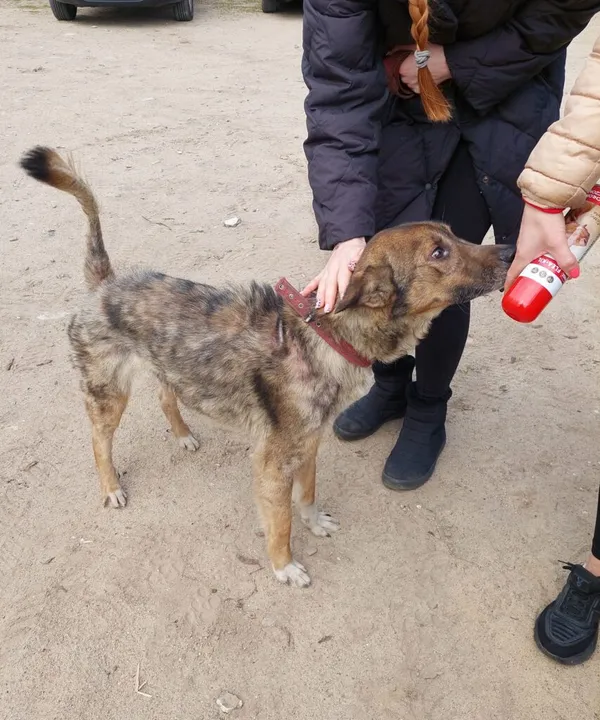 Pies do adopcji, Przyborówko, 29 maja 2024 (3/4)