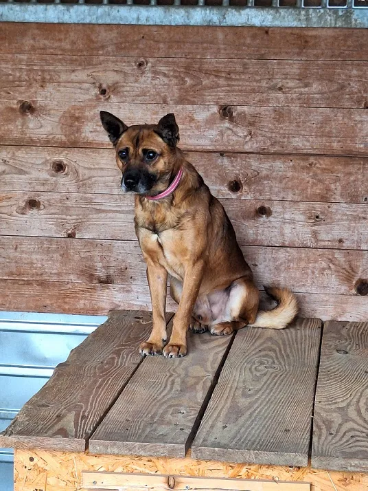 Pies do adopcji, Orzechowce, 2 lutego 2024 (1/5)