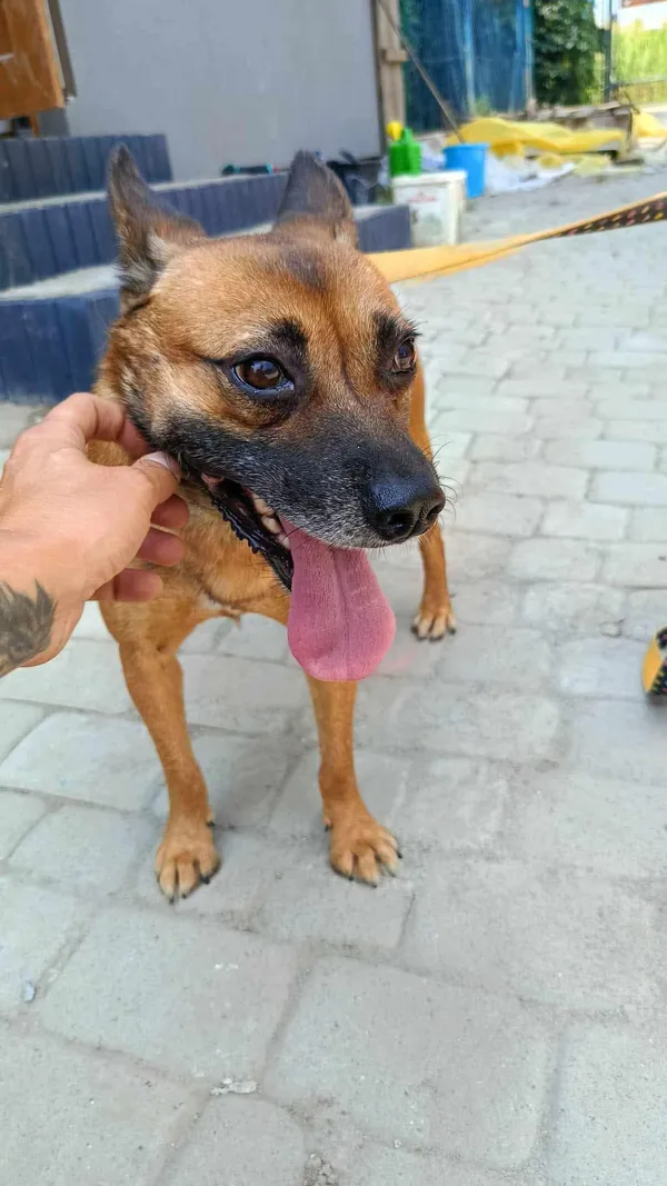 Pies do adopcji, Orzechowce, 2 lutego 2024 (3/5)