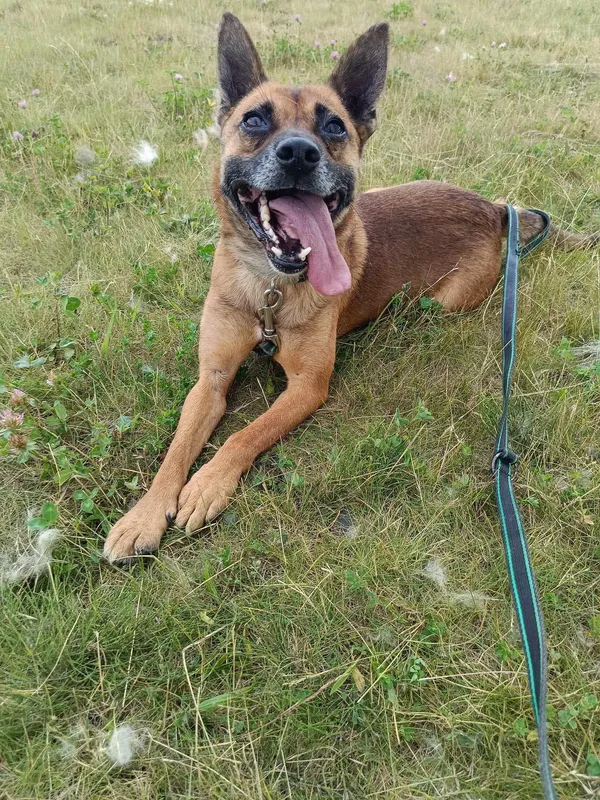 Pies do adopcji, Orzechowce, 2 lutego 2024 (4/5)