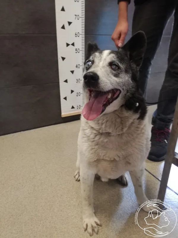 Znaleziono psa, Chełmek, 28 maja 2024