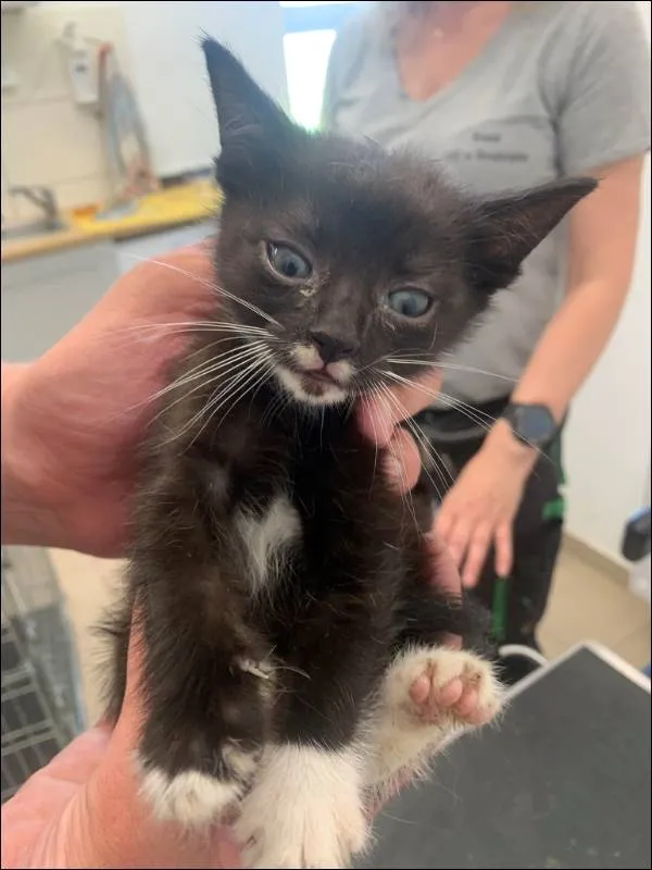 Znaleziono kota, Grudziądz, 29 maja 2024