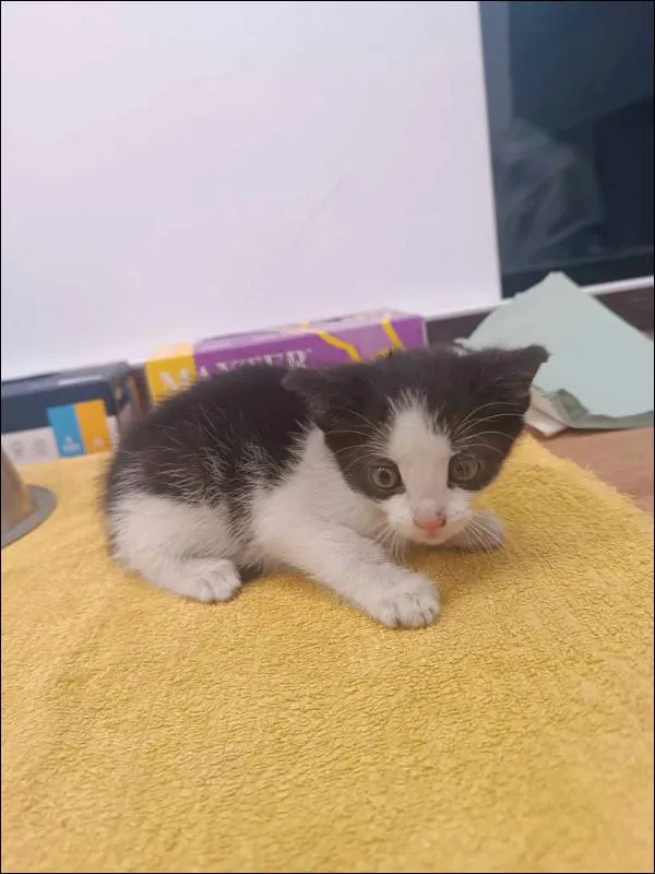 Znaleziono kota, Grudziądz, 28 maja 2024